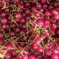 باغ برمیدارم میچینم چیدن میوه آلبالو آلوهلو زردآلو