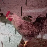 یک خروس آمروک و یک خروس لهستانی