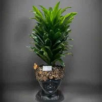 فروش انواع گلدان های ترند