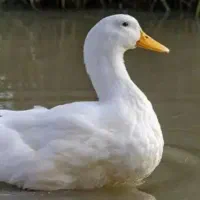 تخم نطفه دار اردک و قوغاز