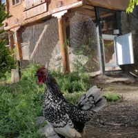 درب اتومات مرغ|لوازم جانبی حیوانات|بوکان, |دیوار