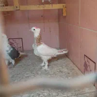 جوجه گم شده|پرنده|تهران, هفت چنار|دیوار