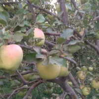 فروش سیب سفید لبنانی درجه یک
