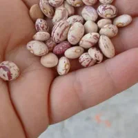 فروش لوبیاوموادشوینده تحویل در خانه رایگان|مواد شوینده و دستمال کاغذی|شوشتر, |دیوار