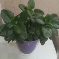 گلهای مناسب هدیه دادن|گل و گیاه طبیعی|تهران, تهرانپارس غربی|دیوار