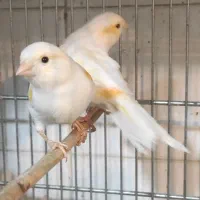 انواع قناری|پرنده|مرودشت, ابوذر شمالی|دیوار