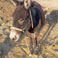 الاق|حیوانات مزرعه|شیراز, کوشک بیدک|دیوار