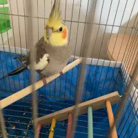 عروس هلندی دستی کامل|پرنده|جم, |دیوار