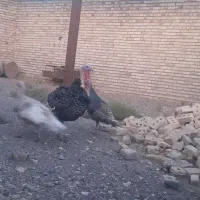 بوقلمون|حیوانات مزرعه|زاوه, |دیوار