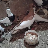 کفتر فروشی همه باهم ۹تایه میخوام ردکنم ۴۵۰۰میدم