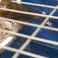 مرغ عشق قناری|پرنده|کرمان, |دیوار