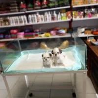 سگ شیتزو سوپر فلت تیکاپ سگ جیبی سگ آپارتمانی