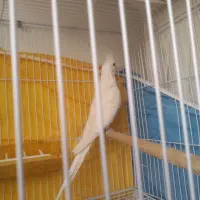 جفت عروس هلندی آلبینو