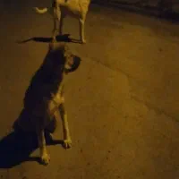 سگ شکاری و نگهبان|سگ|خورموج, |دیوار