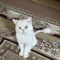 واگذاری دو عدد پرشین|گربه|یزد, |دیوار