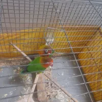 فروش طوطی برزیلی جفت آماده تخم گذاری|پرنده|اسلامشهر, مطهری|دیوار