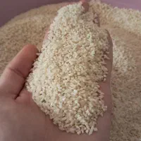 برنج کاملا ارگانیک و درجه یک محصول مزرعه خودم|خوردنی و آشامیدنی|رشت, باهنر|دیوار