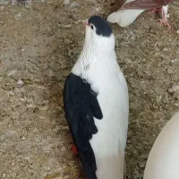 کبوتر کله سیاه کله زرد و چپ
