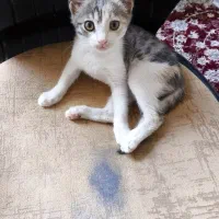 گربه