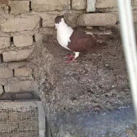 ساده