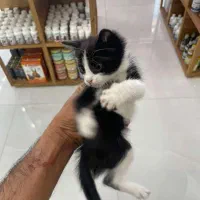 واگذاری گربه وبچه گربه|گربه|چهارباغ, |دیوار