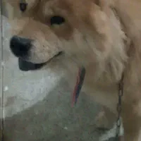 سگ چاوچاو نرو لاس پاپی|سگ|ابریشم, |دیوار