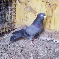 چوینی پابافته