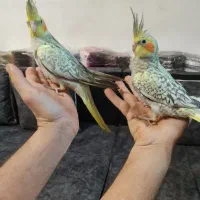 جوجه عروس یک ماهه دستی