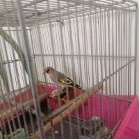 سهره کرمونی