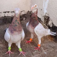 جفت سار کله هما عطیقه