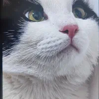 سلام واگذاری گربه 1ساله|گربه|کرمانشاه, |دیوار