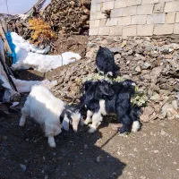 بزغاله|حیوانات مزرعه|بانه, |دیوار