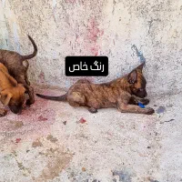 واگذاری توله مالینویز نگهبان|سگ|شیراز, نصرآباد|دیوار