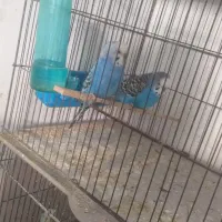 مرغ عشق|پرنده|قشم, |دیوار