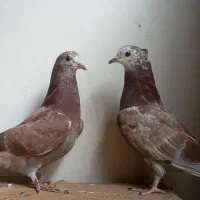 دوجفت جوجه پرشی و ماده پلاکی اصل