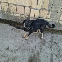 سگ .ماده. رنجر|سگ|مشهد, نظام دوست|دیوار