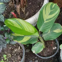 برگ انجیری منسترا امستل طلایی|گل و گیاه طبیعی|خمام, |دیوار