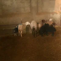 سه رس مش وبر|حیوانات مزرعه|صحنه, |دیوار