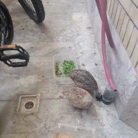 بلدرچین نر و ماده