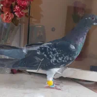 کفترصید|پرنده|مشهد, انصار|دیوار