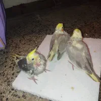 جوجه عروس هلندی