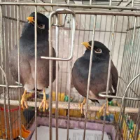 مرغ مینای سخنگو