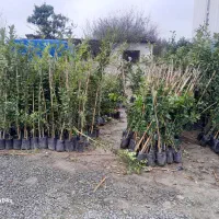 باغبانی هرس کردن انواع درخت تمیز کردن باغ