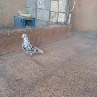 دمسفید