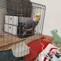 عروسی هلندی نر باقفس فروش فوری