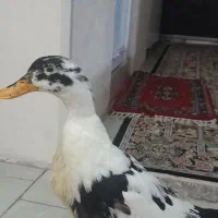 ارک ماده تخم گزار