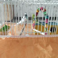 یک جفت مرغ عشق نر و ماده|پرنده|شاهین‌شهر, عطار|دیوار