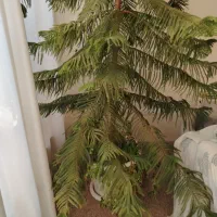 فروش کاج مطبق|گل و گیاه طبیعی|نجف‌آباد, جعفرآباد|دیوار