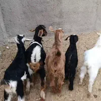 5راس بزغاله نژاد دار برای نگهداری|حیوانات مزرعه|کرج, فاز ۲ مهرشهر|دیوار