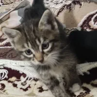 واگذاری گربه|گربه|شیراز, شریف‌آباد|دیوار